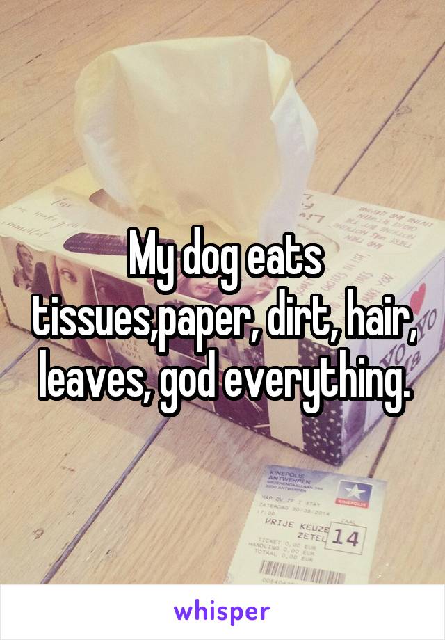 My dog eats tissues,paper, dirt, hair, leaves, god everything.