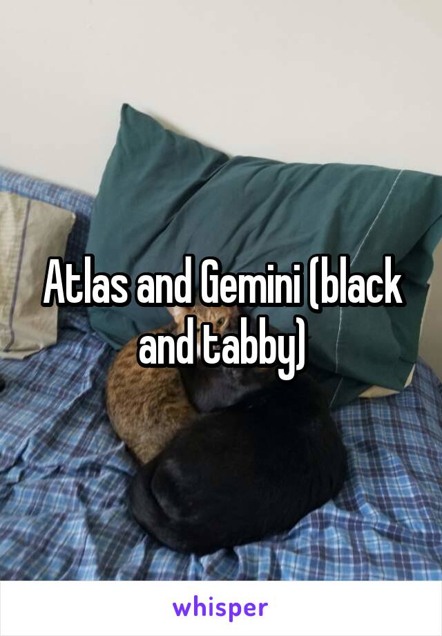 Atlas and Gemini (black and tabby)