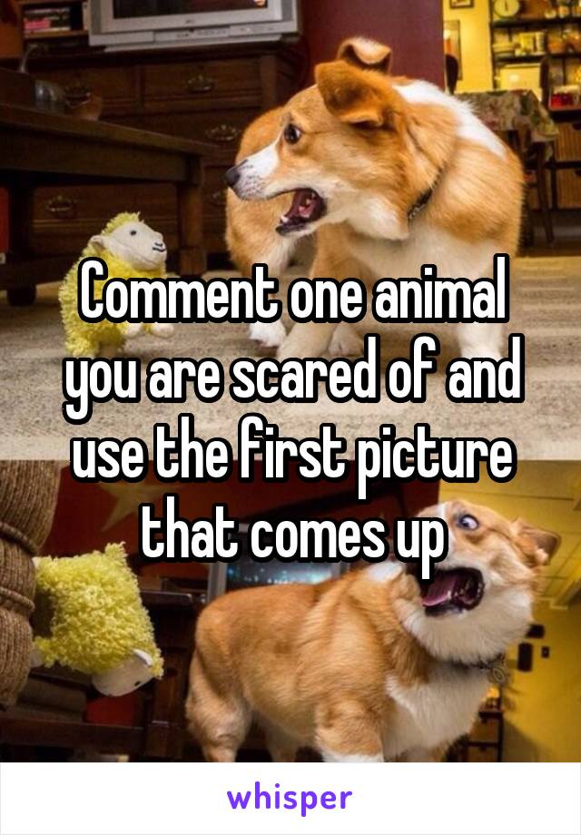 Comment one animal you are scared of and use the first picture that comes up