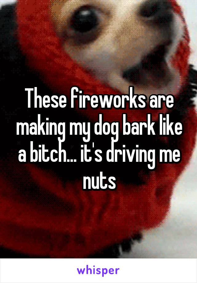 These fireworks are making my dog bark like a bitch... it's driving me nuts