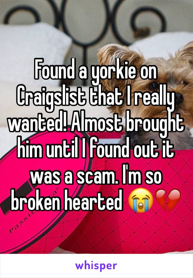 Found a yorkie on Craigslist that I really wanted! Almost brought him until I found out it was a scam. I'm so broken hearted 😭💔