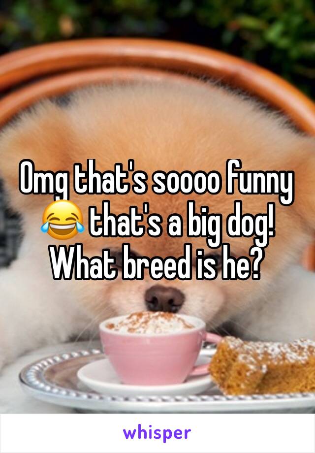 Omg that's soooo funny 😂 that's a big dog! What breed is he?