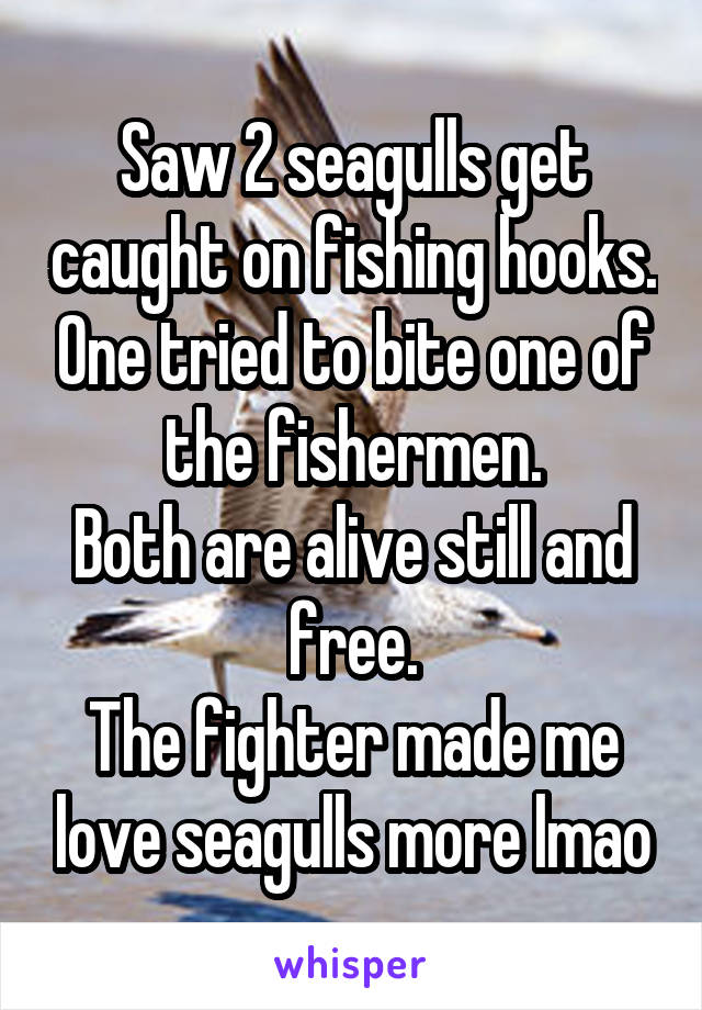 Saw 2 seagulls get caught on fishing hooks. One tried to bite one of the fishermen.
Both are alive still and free.
The fighter made me love seagulls more lmao