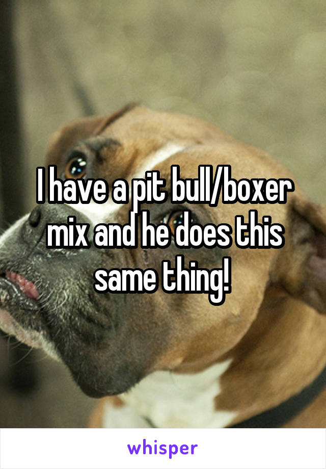 I have a pit bull/boxer mix and he does this same thing! 