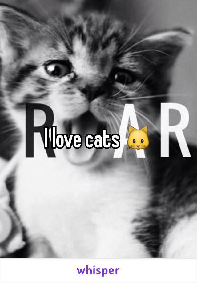 I love cats 🐱 
