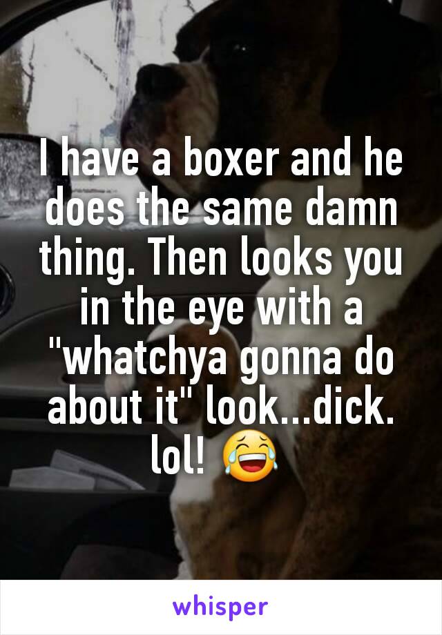 I have a boxer and he does the same damn thing. Then looks you in the eye with a "whatchya gonna do about it" look...dick. lol! 😂 