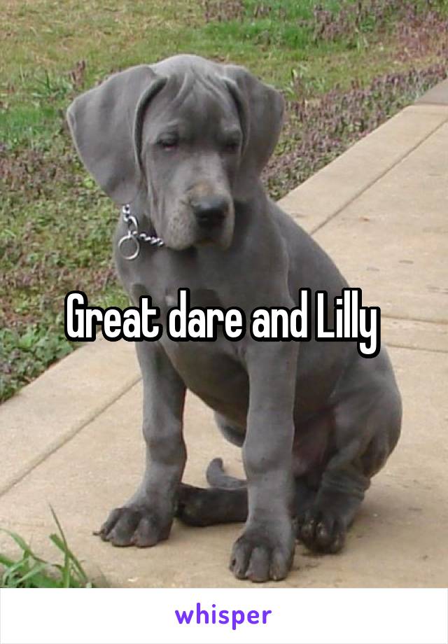 Great dare and Lilly 