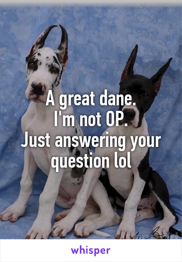 A great dane.
I'm not OP.
Just answering your question lol