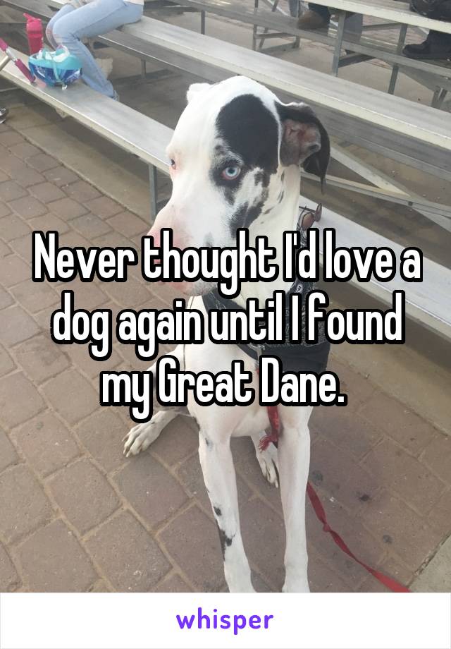 Never thought I'd love a dog again until I found my Great Dane. 