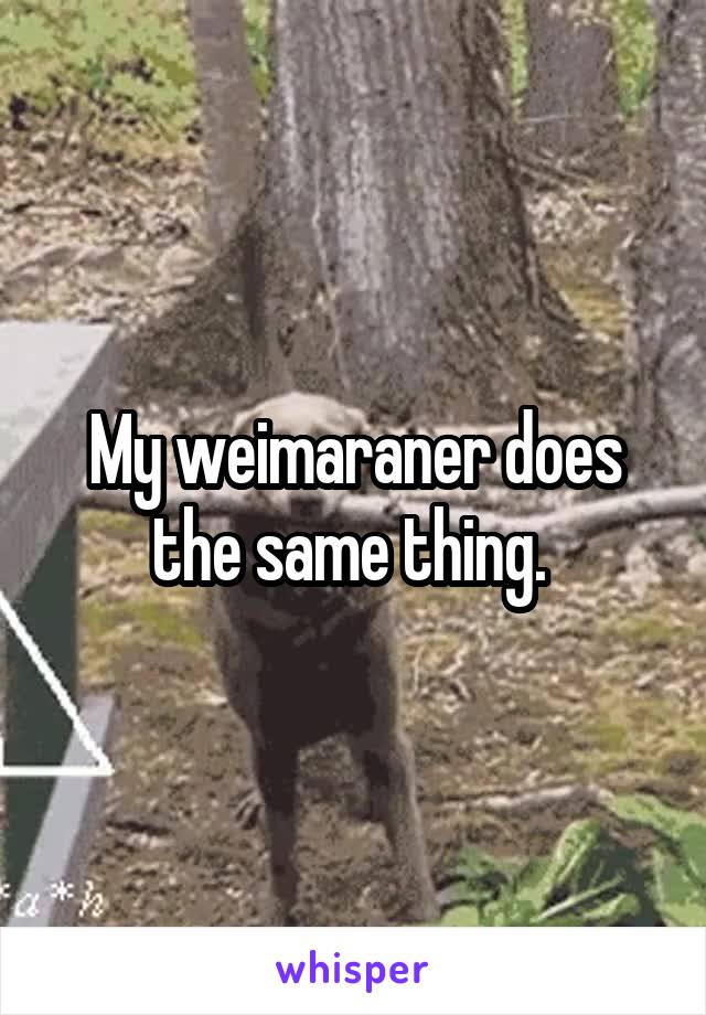 My weimaraner does the same thing. 