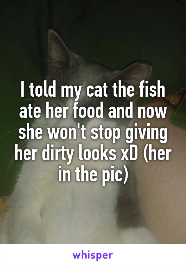 I told my cat the fish ate her food and now she won't stop giving her dirty looks xD (her in the pic)