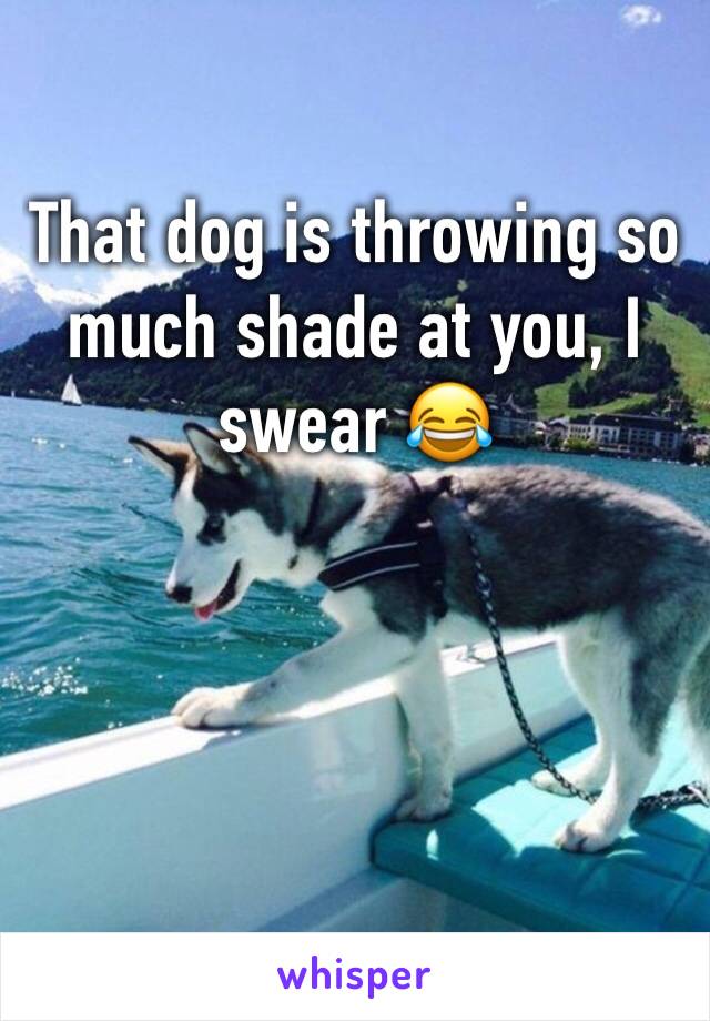 That dog is throwing so much shade at you, I swear 😂