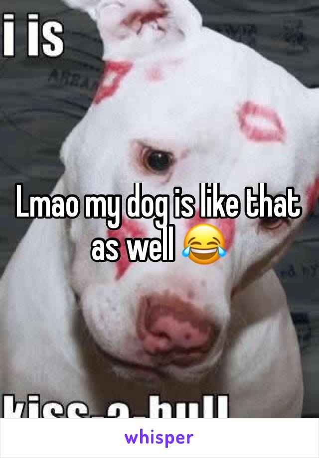 Lmao my dog is like that as well 😂