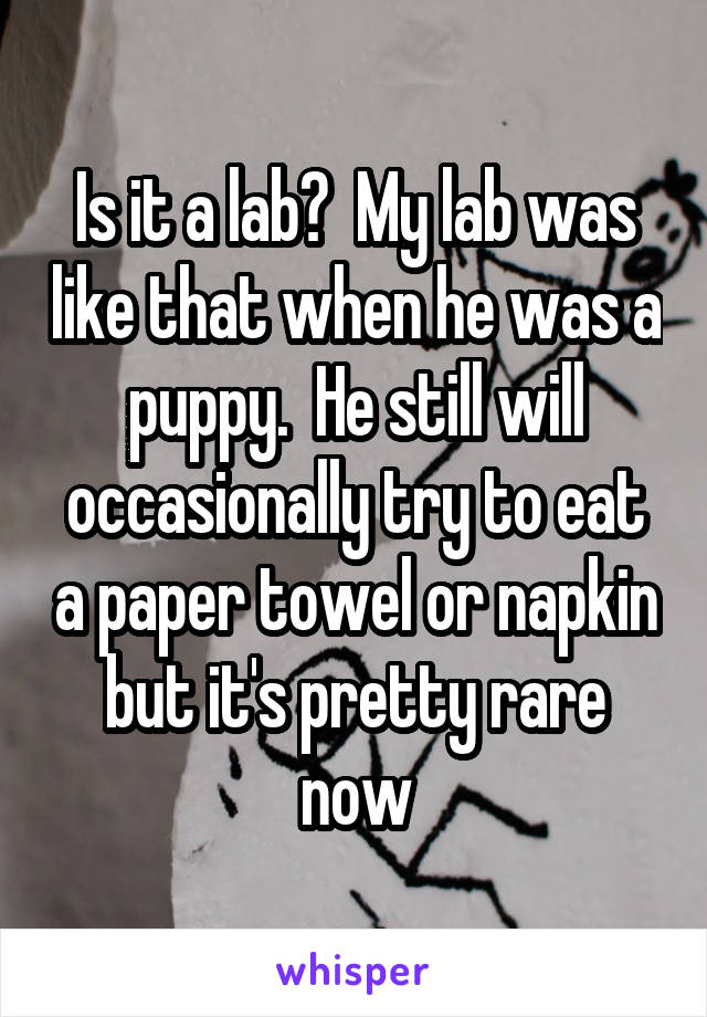 Is it a lab?  My lab was like that when he was a puppy.  He still will occasionally try to eat a paper towel or napkin but it's pretty rare now