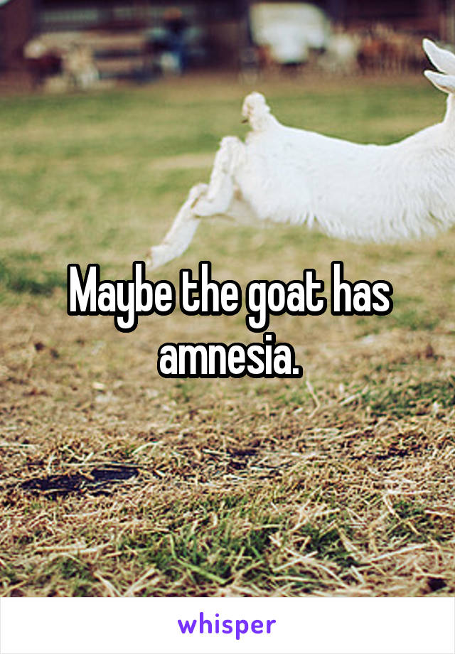 Maybe the goat has amnesia.