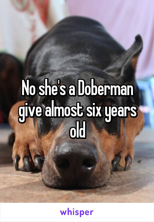 No she's a Doberman give almost six years old