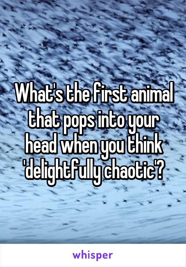 What's the first animal that pops into your head when you think 'delightfully chaotic'?