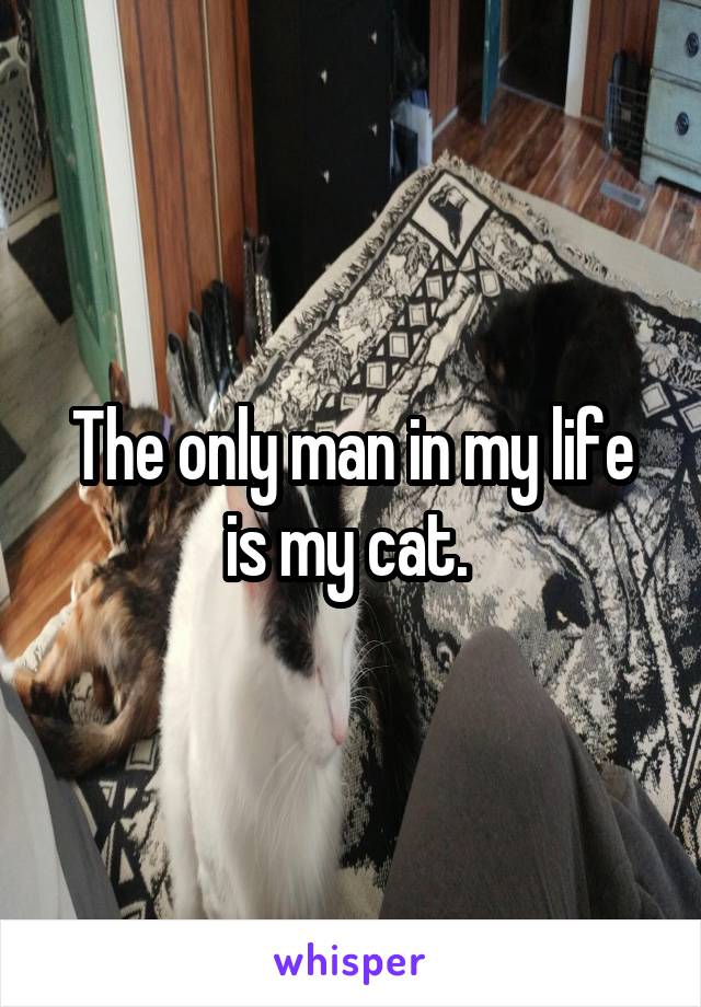 The only man in my life is my cat. 