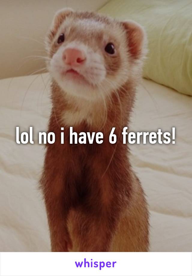 lol no i have 6 ferrets!