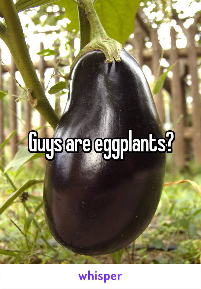Guys are eggplants?