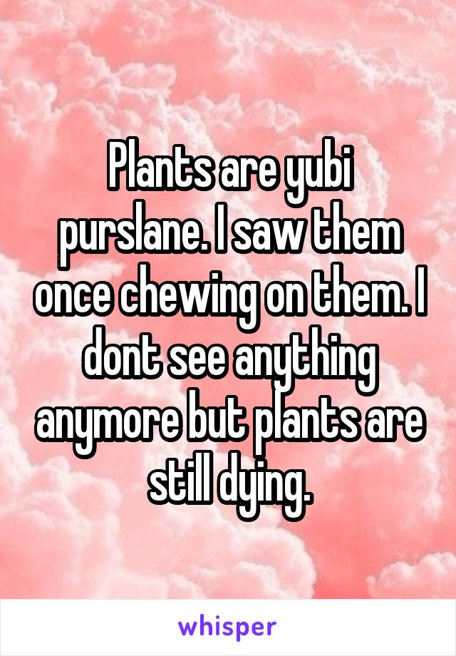 Plants are yubi purslane. I saw them once chewing on them. I dont see anything anymore but plants are still dying.