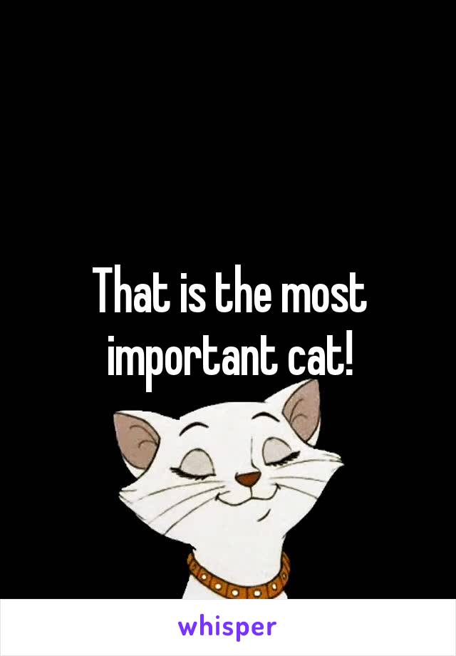 That is the most important cat!