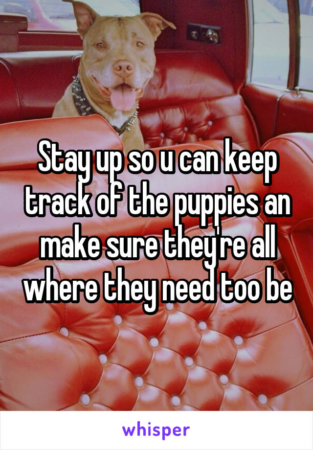Stay up so u can keep track of the puppies an make sure they're all where they need too be