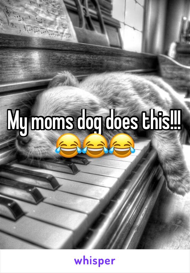 My moms dog does this!!! 😂😂😂