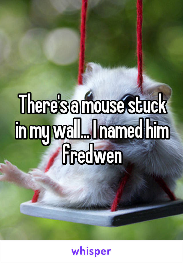 There's a mouse stuck in my wall... I named him fredwen