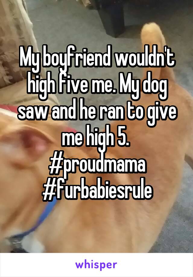 My boyfriend wouldn't high five me. My dog saw and he ran to give me high 5.  #proudmama
#furbabiesrule
