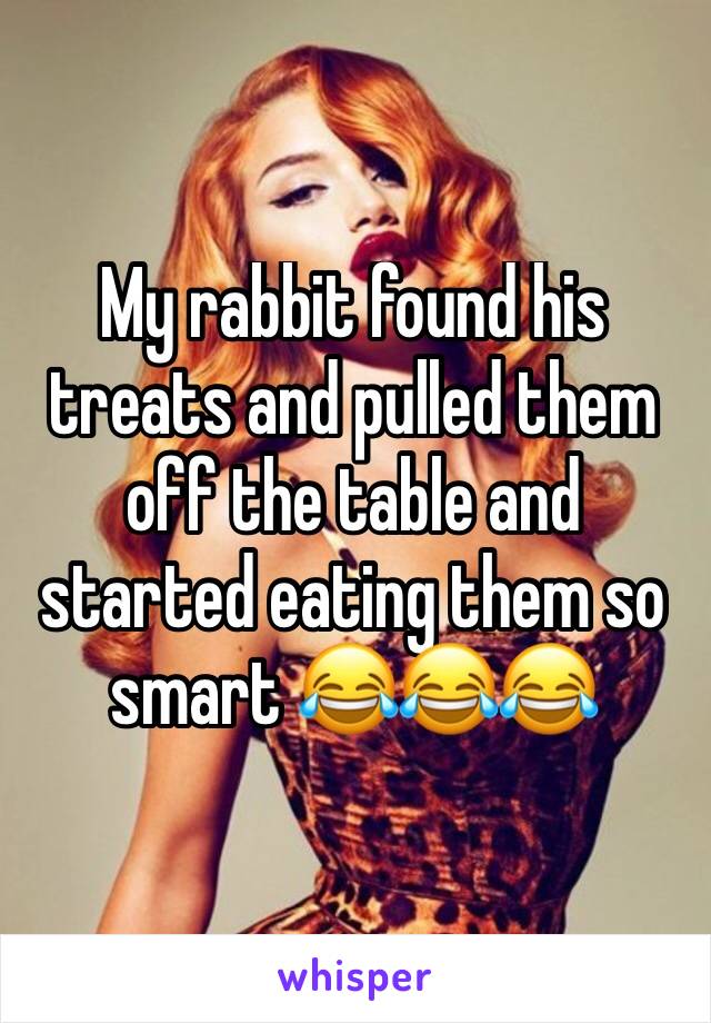 My rabbit found his treats and pulled them off the table and started eating them so smart 😂😂😂