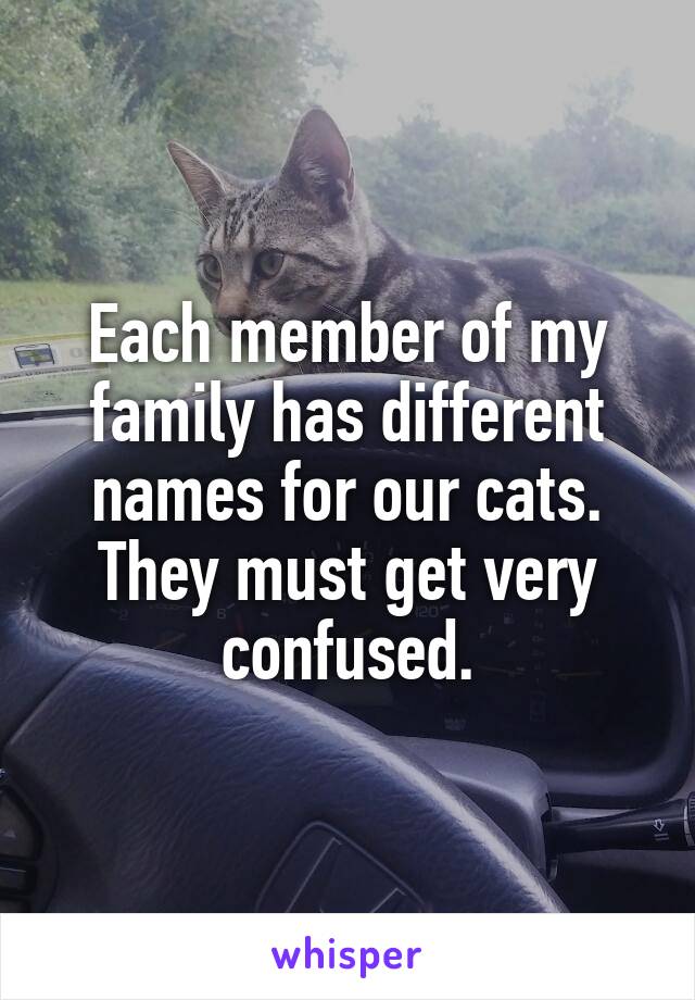 Each member of my family has different names for our cats. They must get very confused.