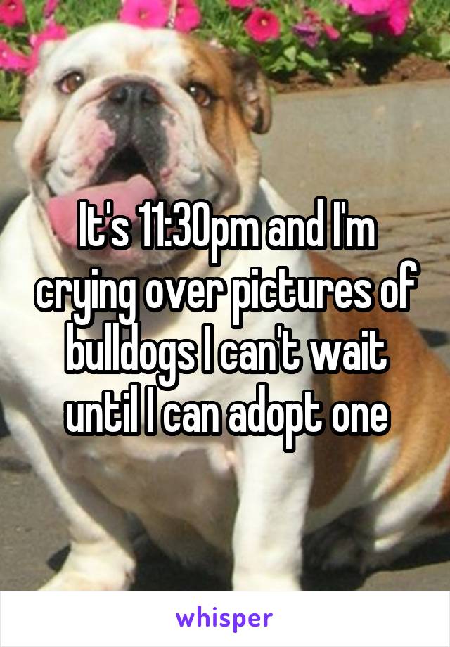 It's 11:30pm and I'm crying over pictures of bulldogs I can't wait until I can adopt one