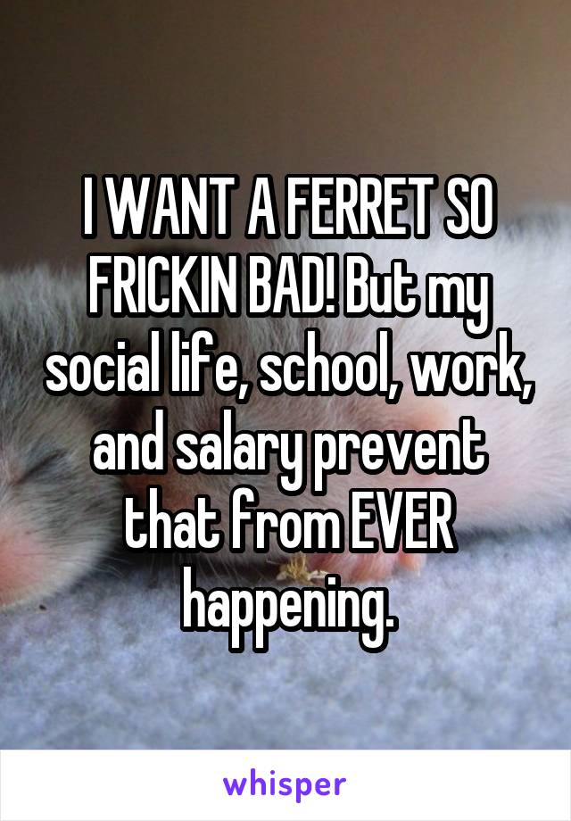 I WANT A FERRET SO FRICKIN BAD! But my social life, school, work, and salary prevent that from EVER happening.