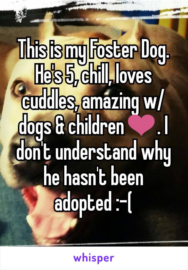This is my Foster Dog. He's 5, chill, loves cuddles, amazing w/ dogs & children❤. I don't understand why he hasn't been adopted :-(