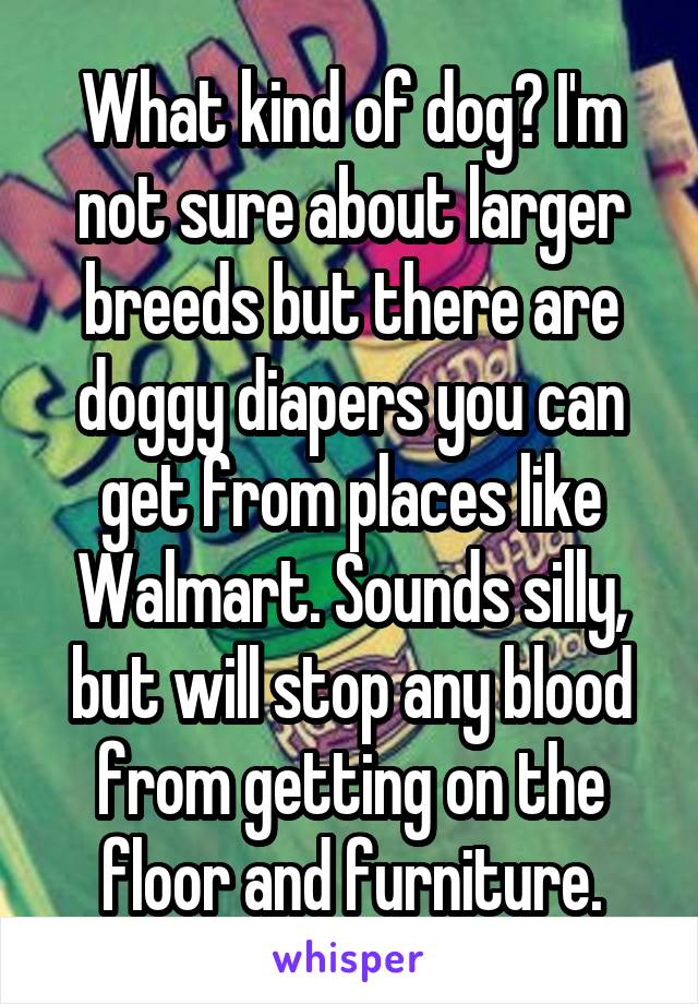 What kind of dog? I'm not sure about larger breeds but there are doggy diapers you can get from places like Walmart. Sounds silly, but will stop any blood from getting on the floor and furniture.
