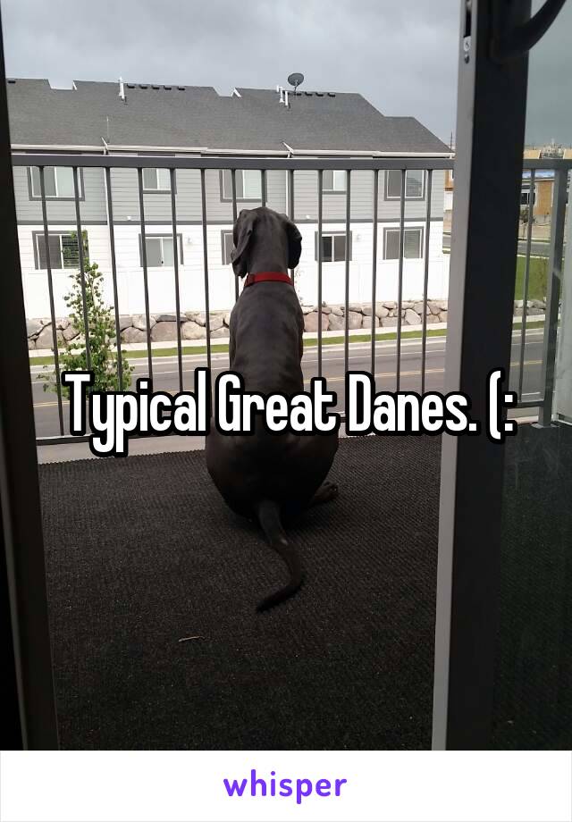 Typical Great Danes. (: