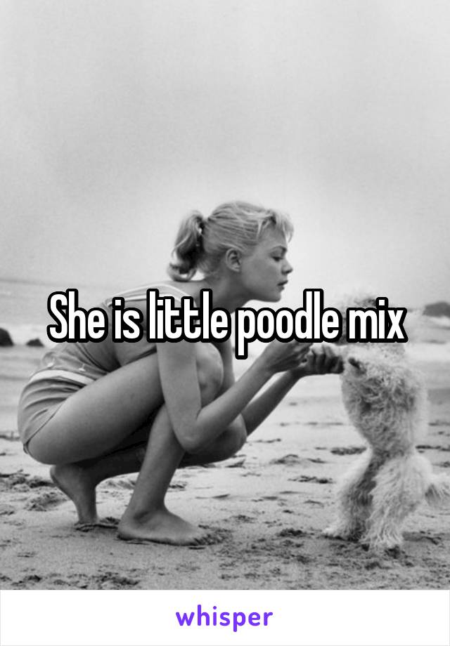 She is little poodle mix
