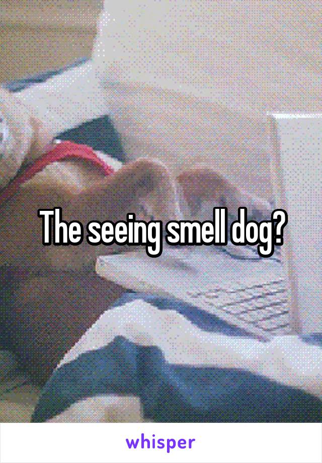 The seeing smell dog?