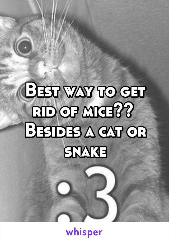 Best way to get rid of mice?? 
Besides a cat or snake