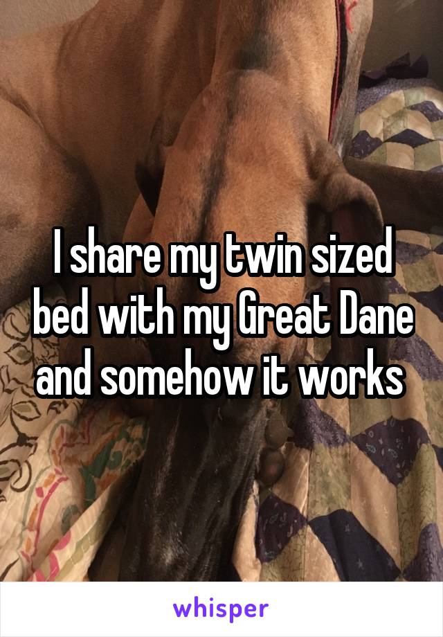I share my twin sized bed with my Great Dane and somehow it works 