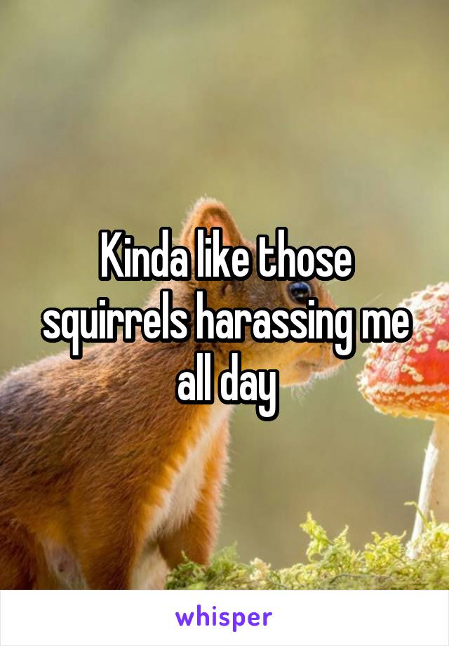 Kinda like those squirrels harassing me all day