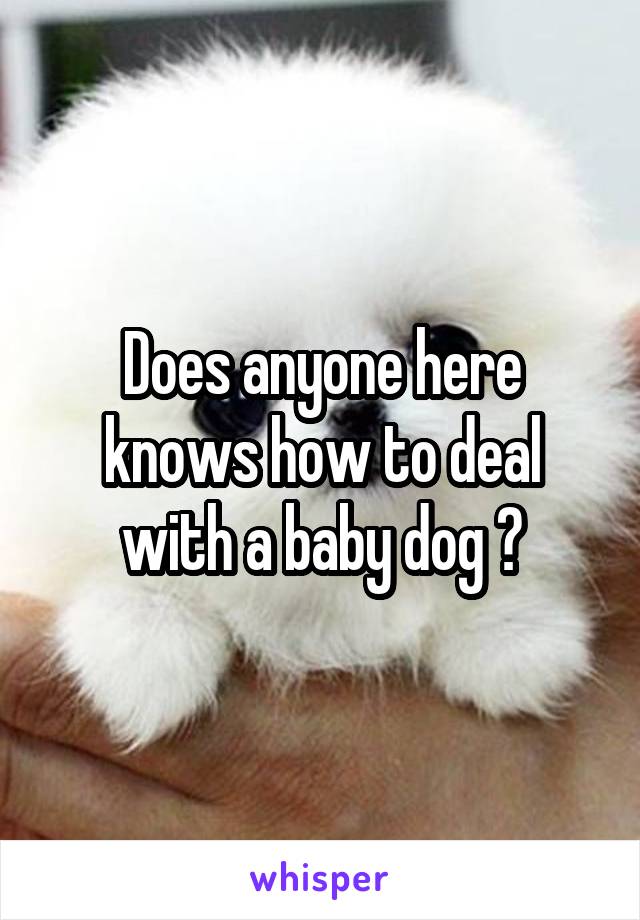 Does anyone here knows how to deal with a baby dog ?