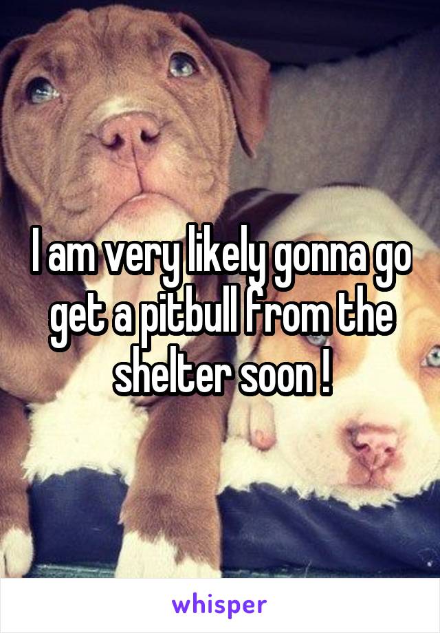 I am very likely gonna go get a pitbull from the shelter soon !