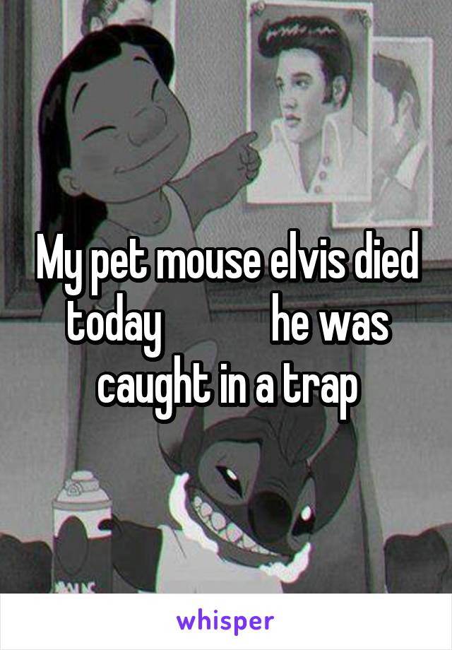 My pet mouse elvis died today             he was caught in a trap