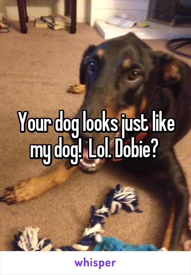 Your dog looks just like my dog!  Lol. Dobie? 