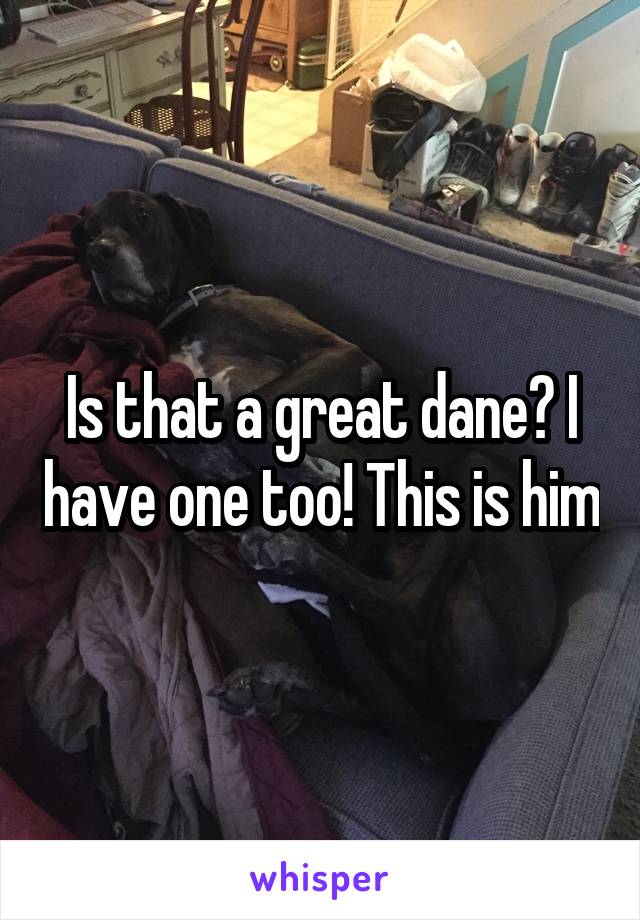 Is that a great dane? I have one too! This is him
