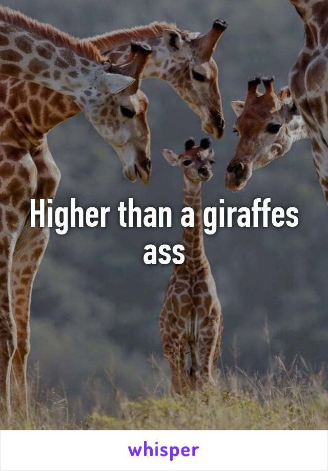 Higher than a giraffes ass