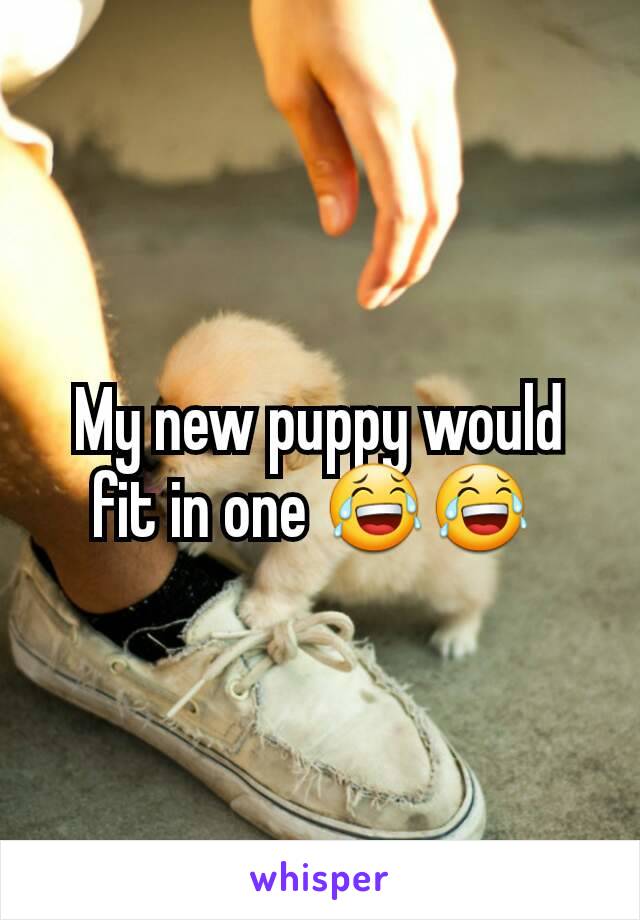 My new puppy would fit in one 😂😂 