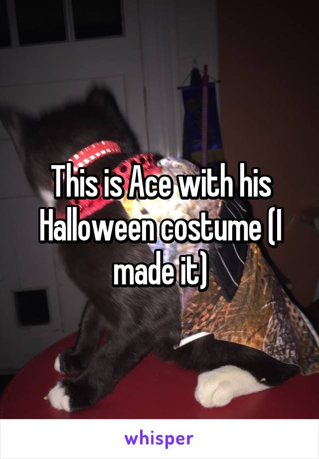 This is Ace with his Halloween costume (I made it)